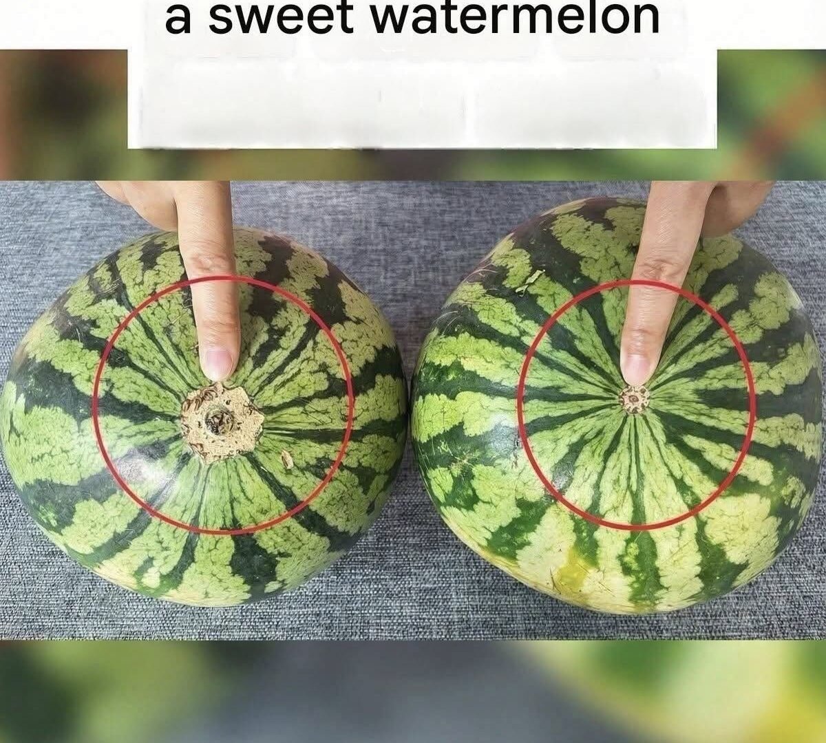 No More Bland Watermelons! A Grower's Trick for Choosing a Sweet One 812427181_1055740703753328_1763988084171268700_n
